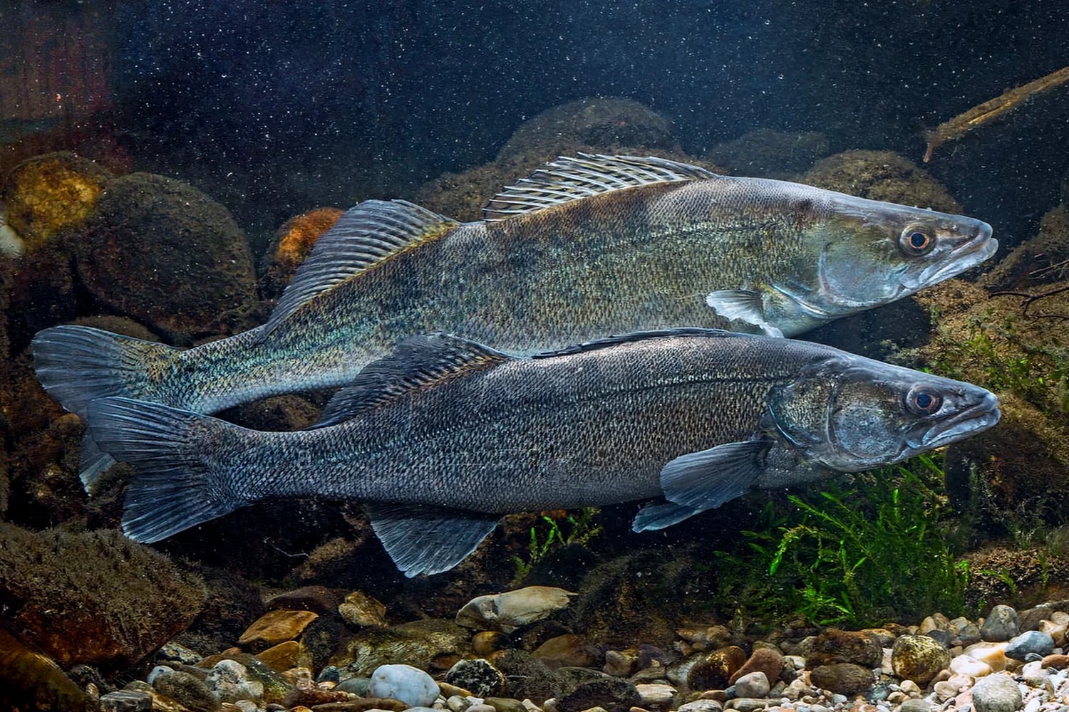 Sander lucioperca (Linnaeus, 1758)